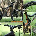 C138_animals_and_santacruz