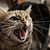 C50_images_1446250403