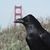 C50_mtbr_photo_raven