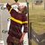 C50_skogland_chug_resized