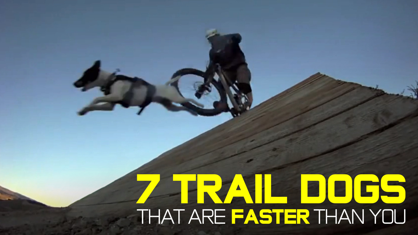 7 Trail Dogs That Are Faster Than You Mountain Bikes Feature Stories
