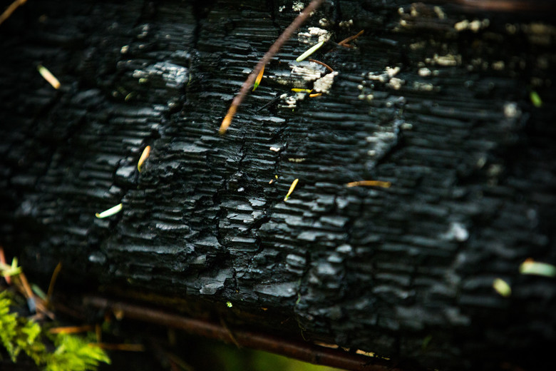 This scorched log was allegedly lit aflame during last year's race from pure speed of an unknown passing rider...or it was lightning, believe what you want.
