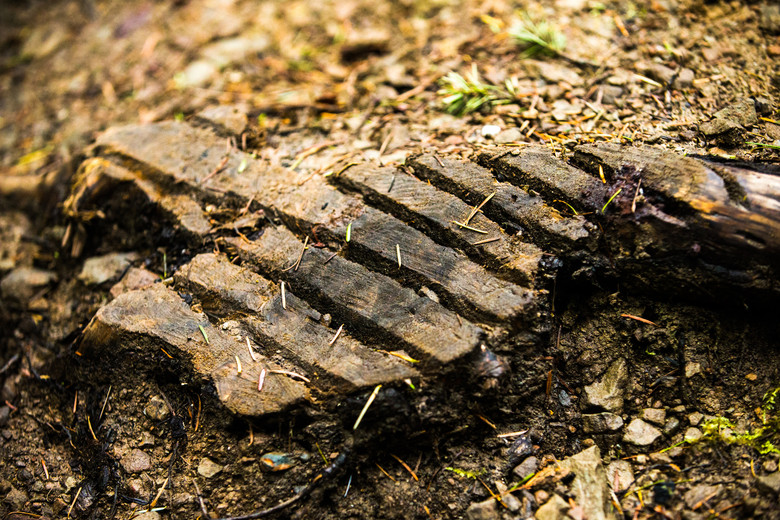 This region of the pennisula is actually considerably more dry than the rest of the state due to being in the rain shadow of the Olympic Mountains. So, the stumps only need to be cut horizontally, and not in the typical hatching pattern.