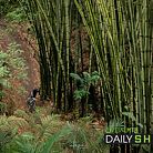 c138 bamboo blasting FB.jpg?VersionId=PC4OyTFd7UO bu6U0MBeBmQtw9pKDA