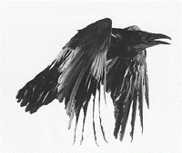 corvus1