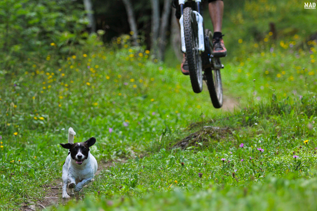 Trail Dog madproductions Mountain Biking Pictures Vital MTB