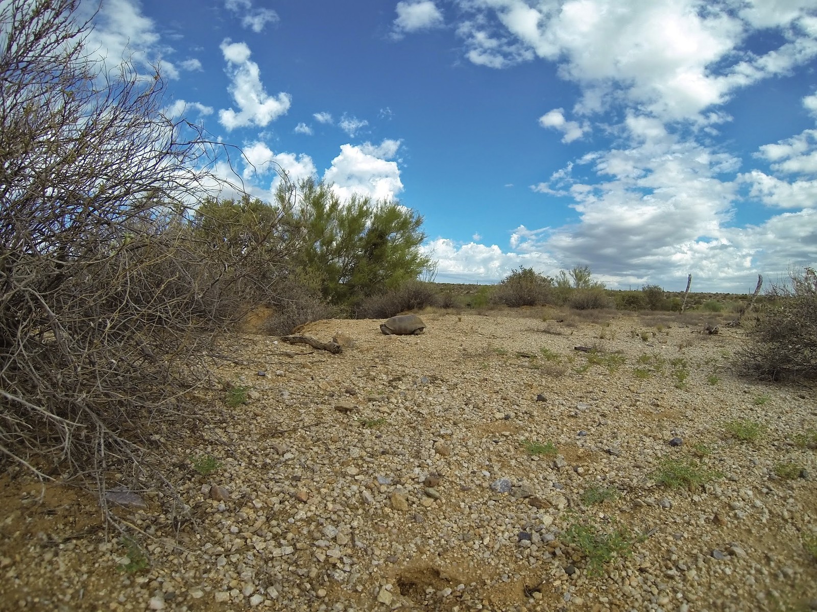 Pemberton Fountain Hills AZ PJamz Mountain Biking Pictures