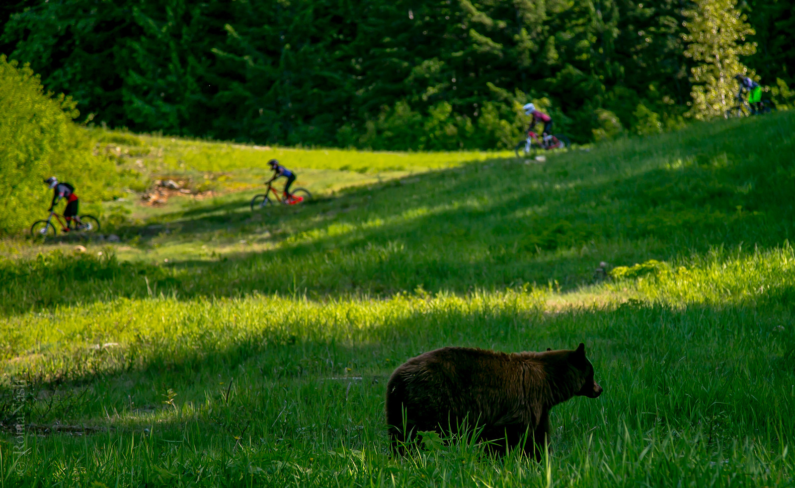 Bears & Bikes Ronia Nash Mountain Biking Pictures Vital MTB