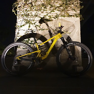 TallBoy 4 Santa Cruz ( Seek Peace Among Covid Storm)