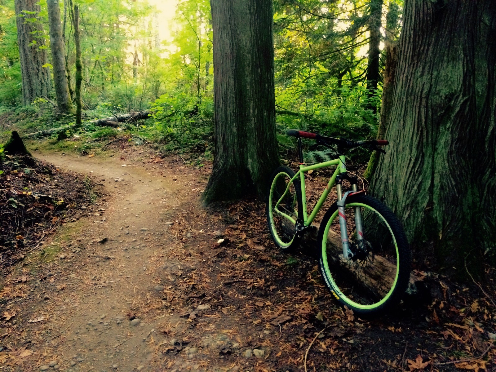 Raleigh Xxix singlespeed - rover31's Bike Check - Vital MTB