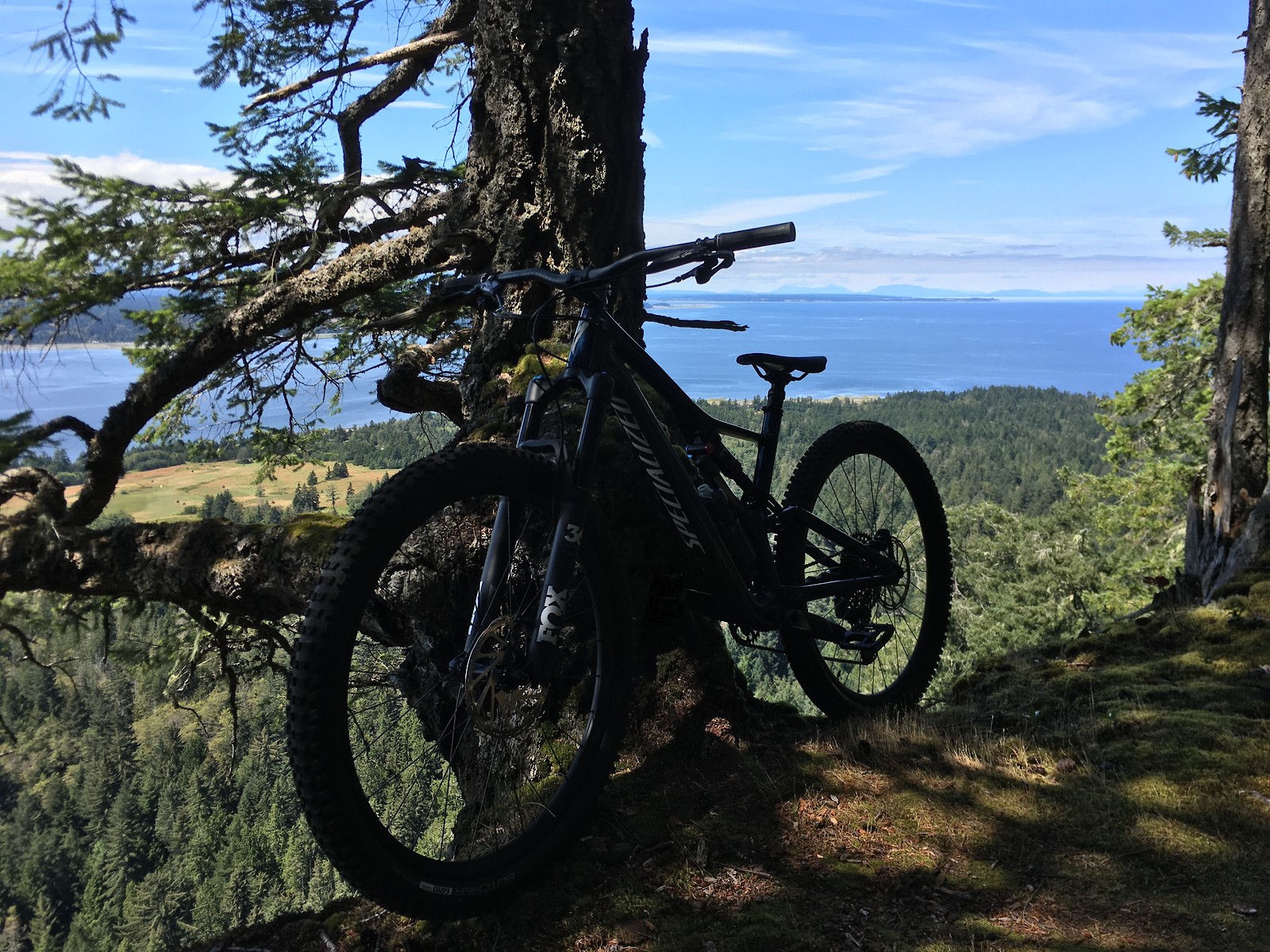 stumpjumper carbon expert 2019