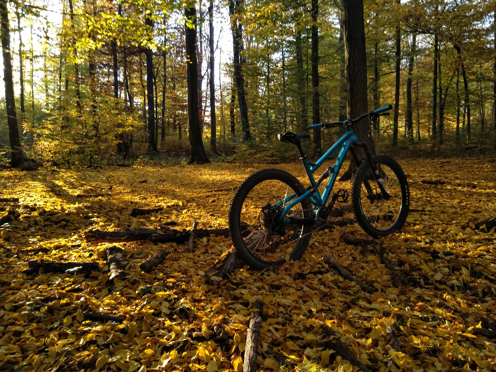 dartmoor bluebird frame