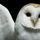 Profile picture for user TexasMade