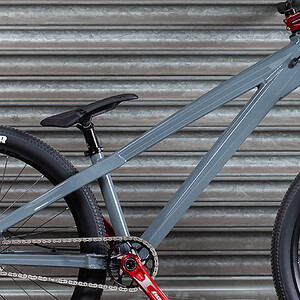 Orange Whippet (Norlando Grey)