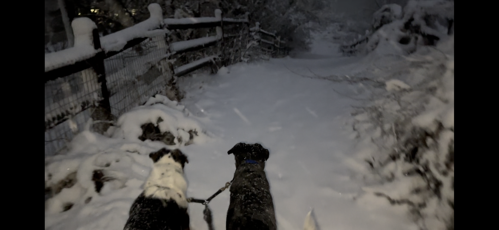 The pups love the snow