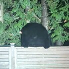 Profile picture for user MrDuck