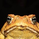 Profile picture for user drakefan705