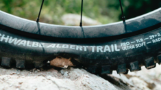Schwalbe Debuts New Albert and Shredda Models with Radial Casing