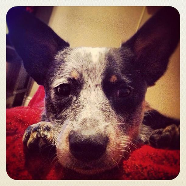 original 68022 10100644556854875 1844876852 n 1402753821