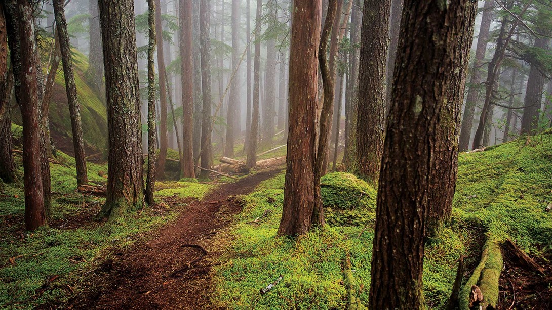 Profile picture for user Simann